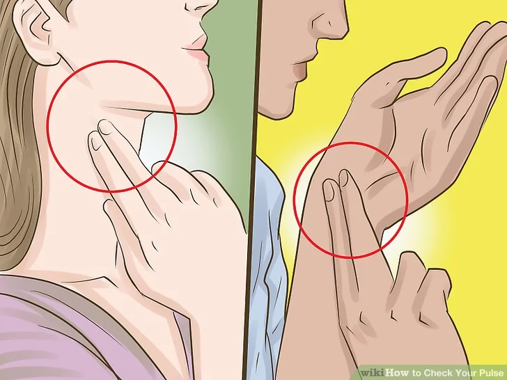 A diagram of how to check your pulse by putting two fingers on either your neck or wrist.